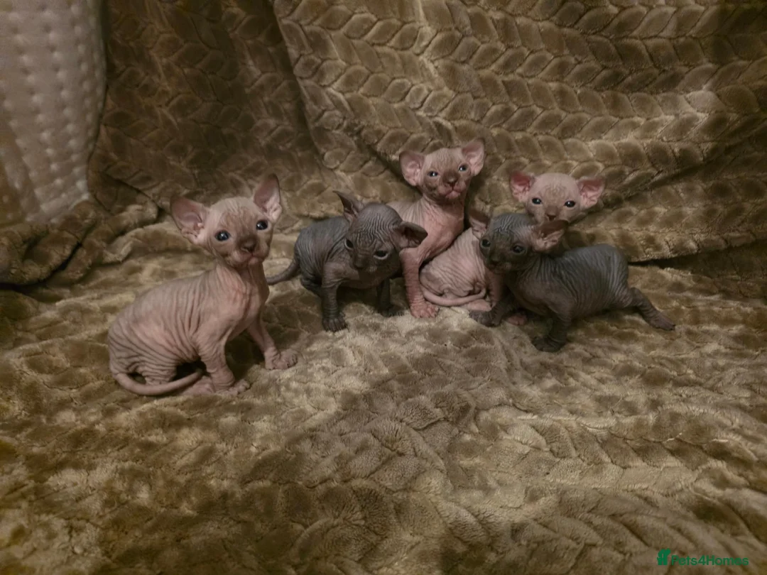 Sphynx cats for stud: TICA Registered Canadian Sphynx Male for Stud - Advert 2