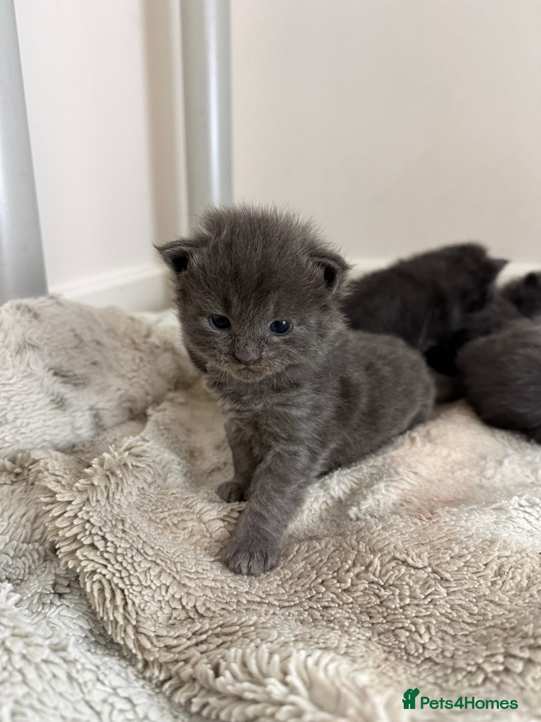 Maine Coon cats for sale: Maine coon kittens full breed xl dad blue/smoked  - Advert 3