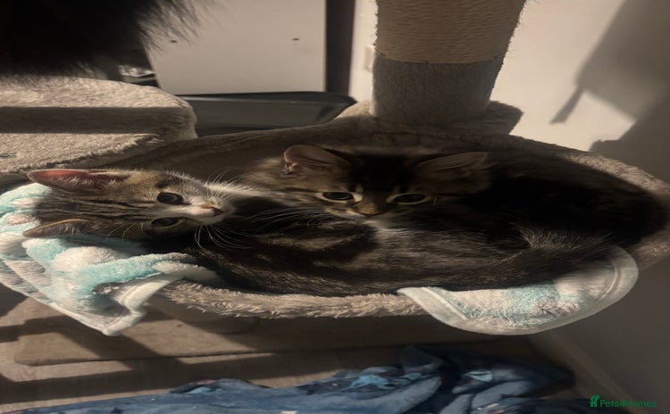 Mixed Breed cats - Advert 3