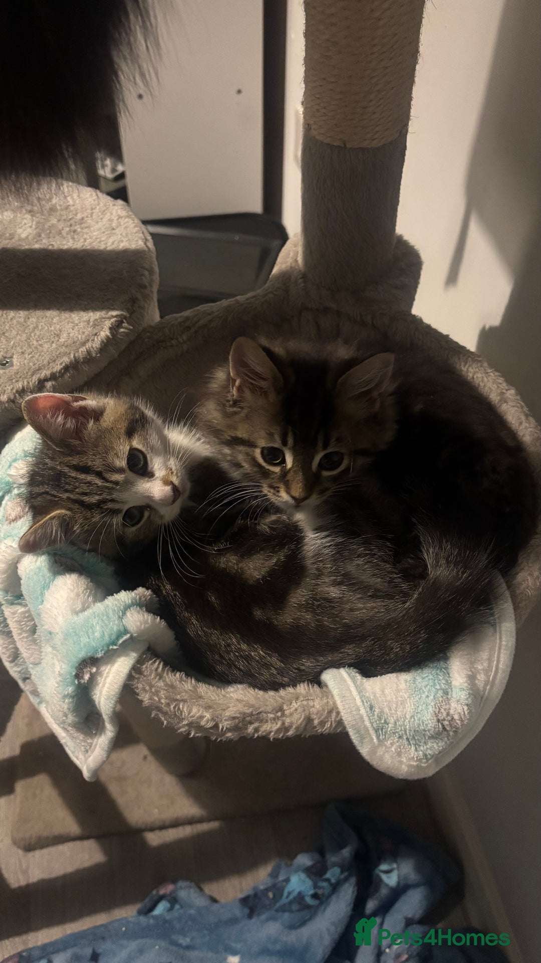 Mixed Breed cats for sale: last beautiful fluffy tabby kitten left - Image 1