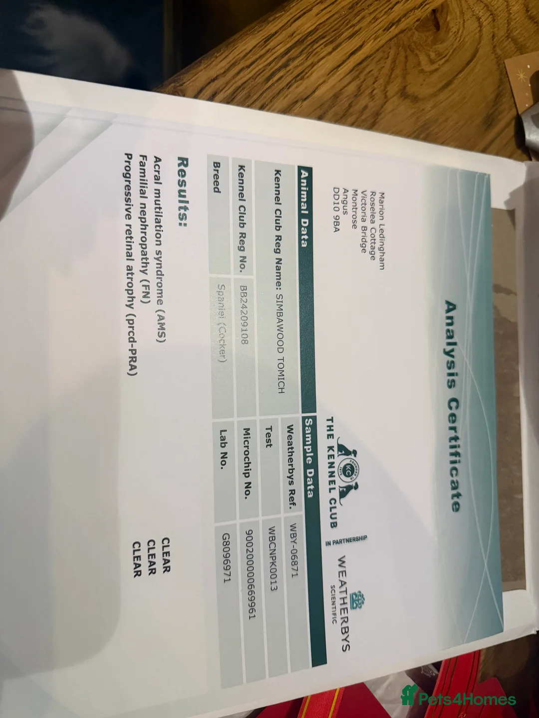 Cocker Spaniel dogs for sale: Show cocker spaniel pups  - Advert 16