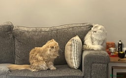 Persian cats for sale: Two Persian cats for sale - Image 1