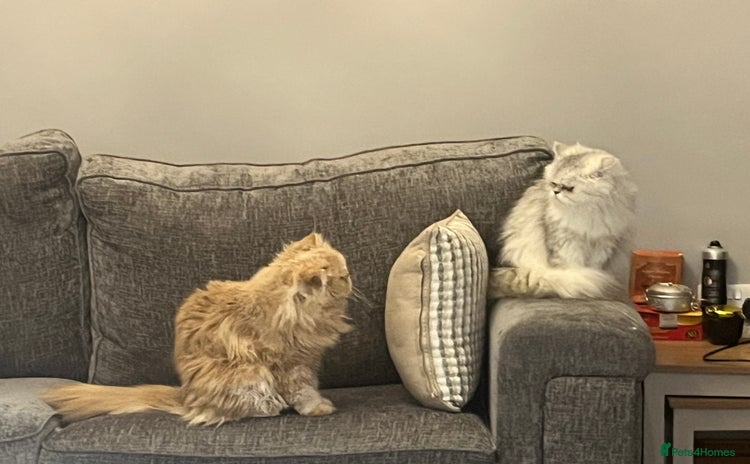 Persian cats - Advert 2
