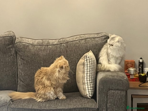Persian cats - Advert 4