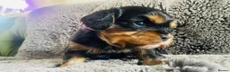 Cavalier King Charles Spaniel dogs for sale: KC Cavalier King Charles Puppies, All 4 Colours. - Advert 20
