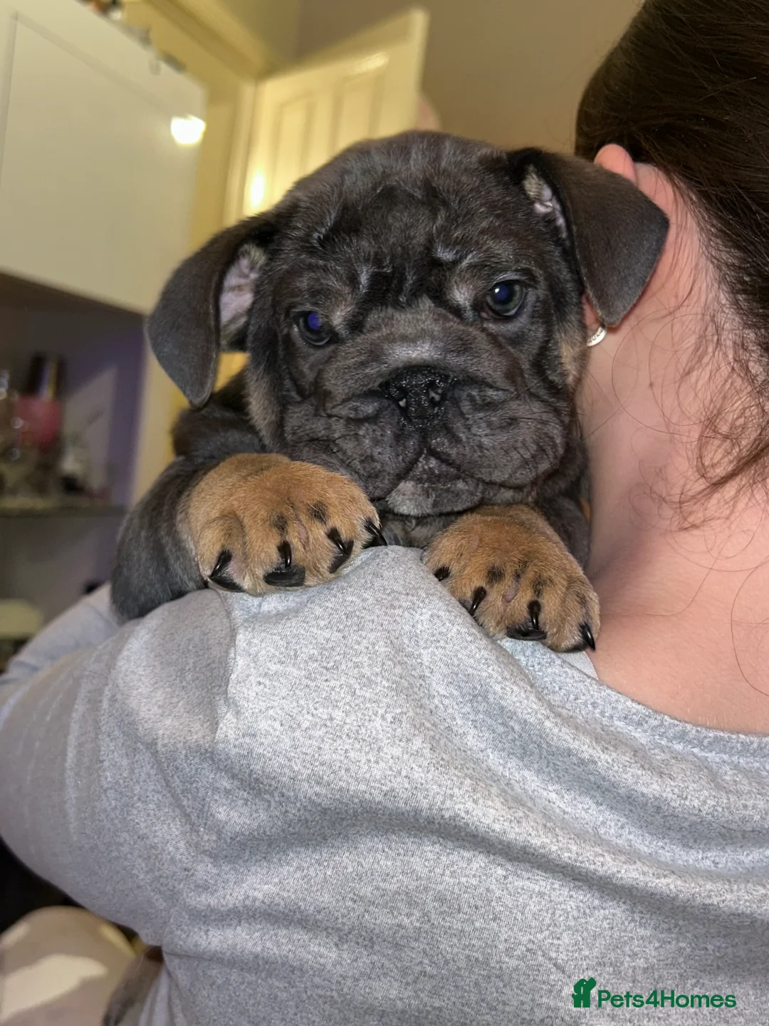 English Bulldog dogs for sale: KOBE X DARLA 5x SMALL COMPACT UNREAL🔥 - Advert 22