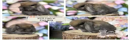 Mini Lop rabbits for sale: 🌟 PUREBRED MINI LOP BABIES 🌟 - Advert 4
