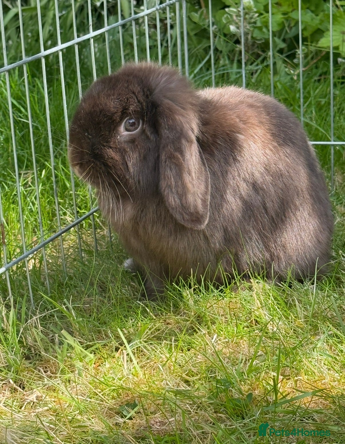 Mini Lop rabbits Mini lop doe for rehome - Advert 8