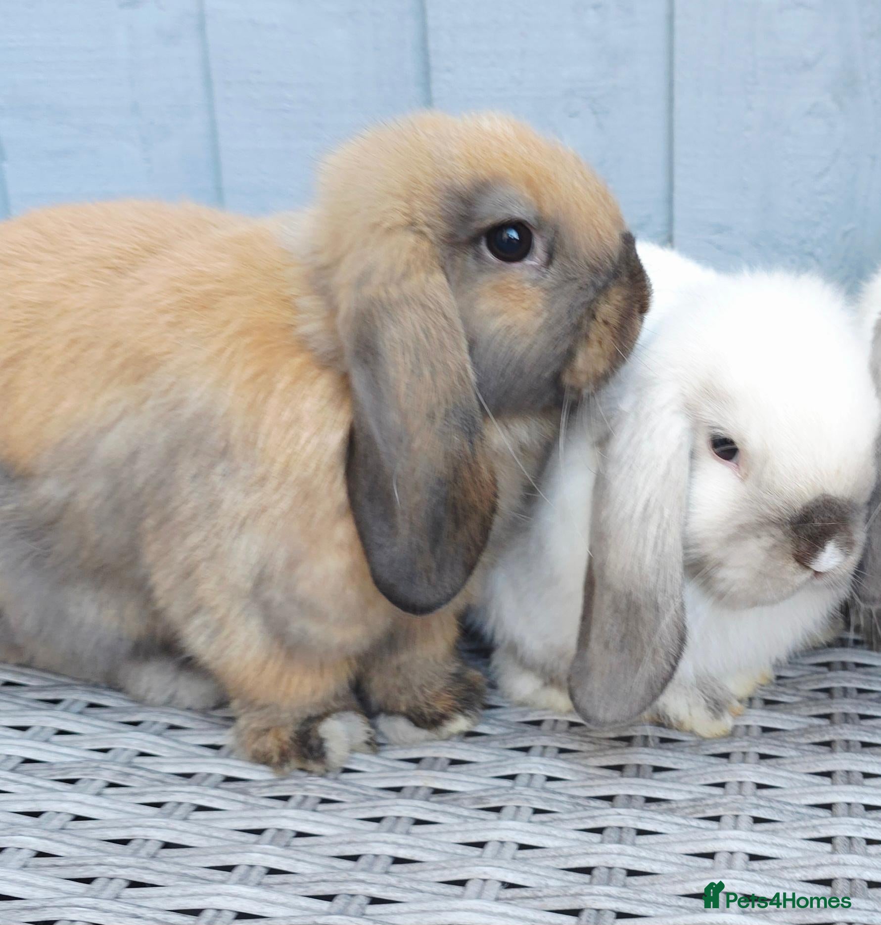 Mini Lop rabbits Gorgeous Baby Mini Lop Girl - Advert 2