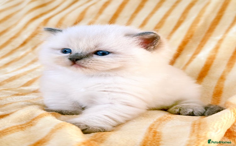 Ragdoll cats - Advert 8