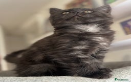 Ragdoll cats for sale: Smoke Ragdoll x British shorthair kitten - Image 6