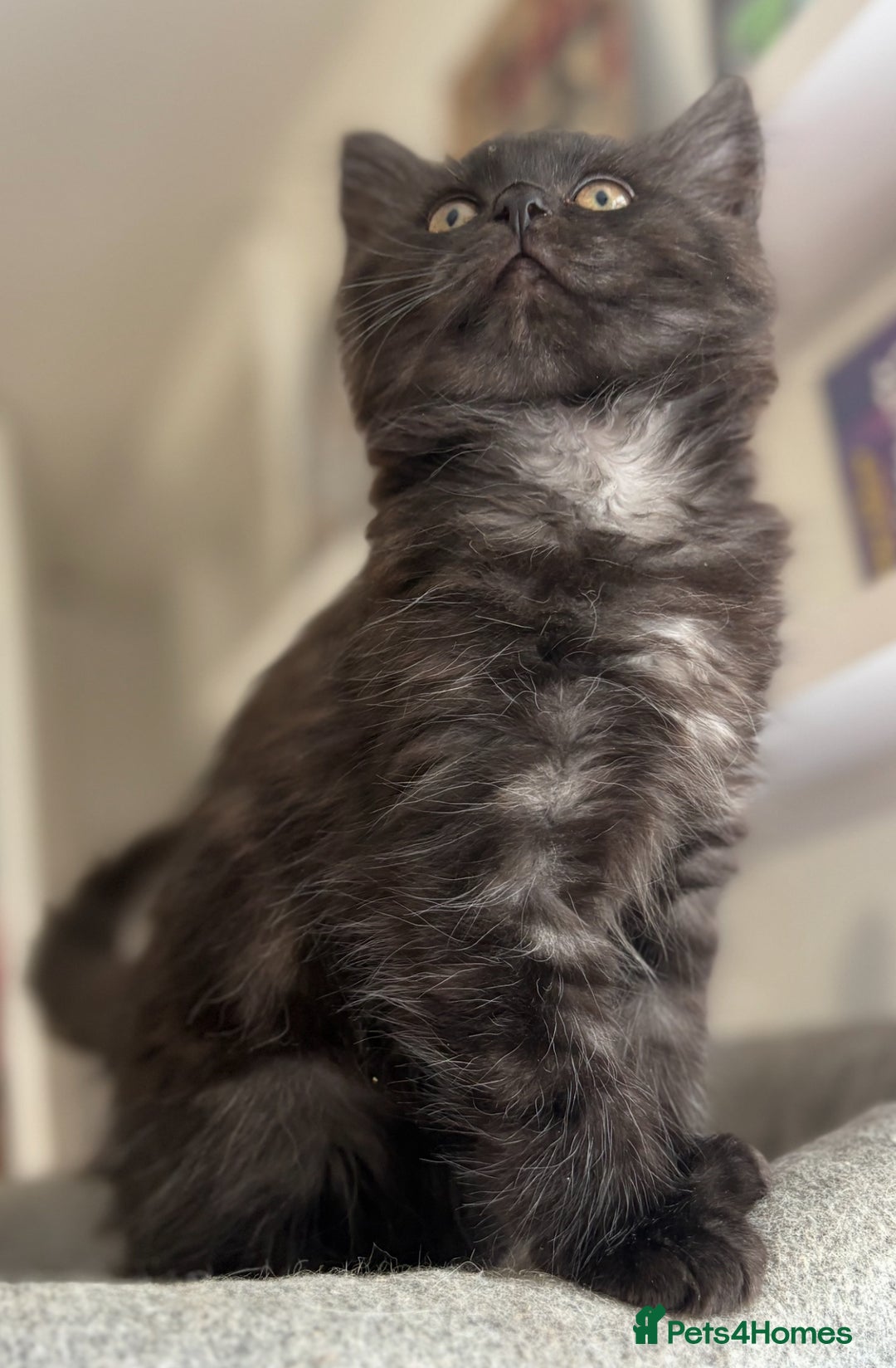 Ragdoll cats for sale: Smoke Ragdoll x British shorthair kitten - Image 6