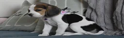Beagle dogs for sale: Beautiful beagle puppies  - Advert 8