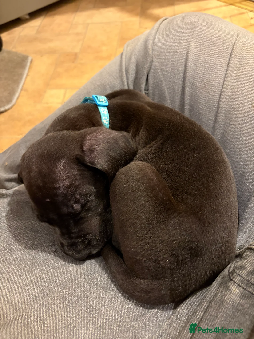 Great Dane dogs for sale: 9 Pure Bred Dane Pups  - Advert 5