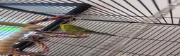 Budgerigars birds for sale: Three Budgies in Bradford - Advert 4