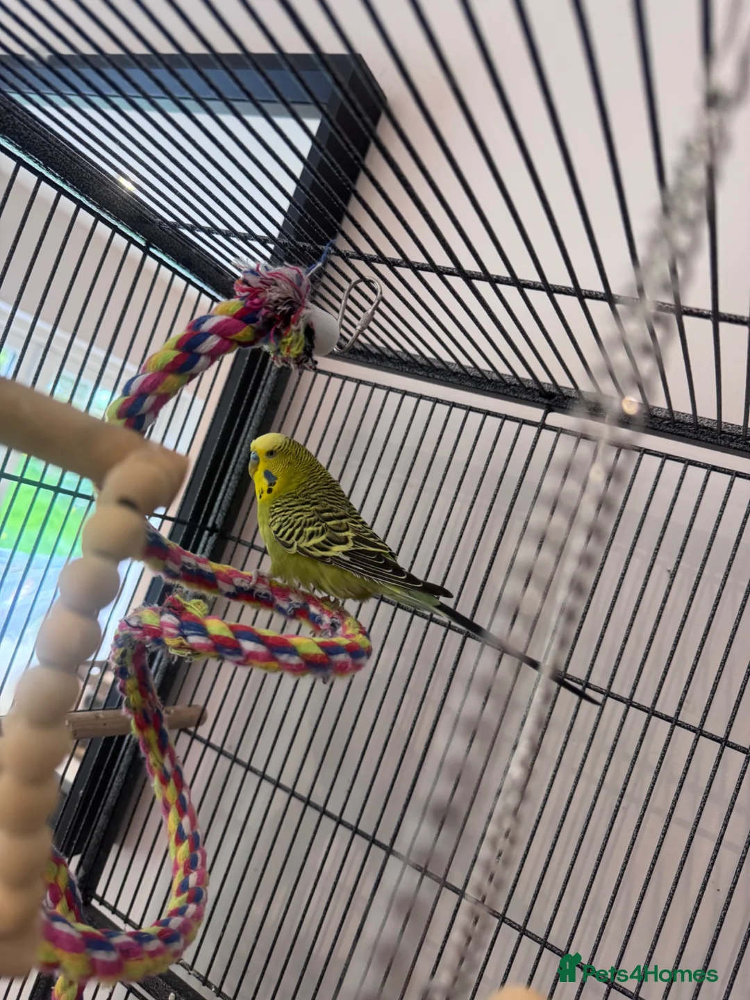 Budgerigars birds for sale: Three Budgies in Bradford - Advert 4