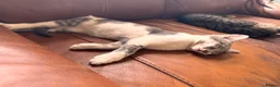Mixed Breed cats for sale: Little mochi -  female cat F.R.E.E - Advert 1