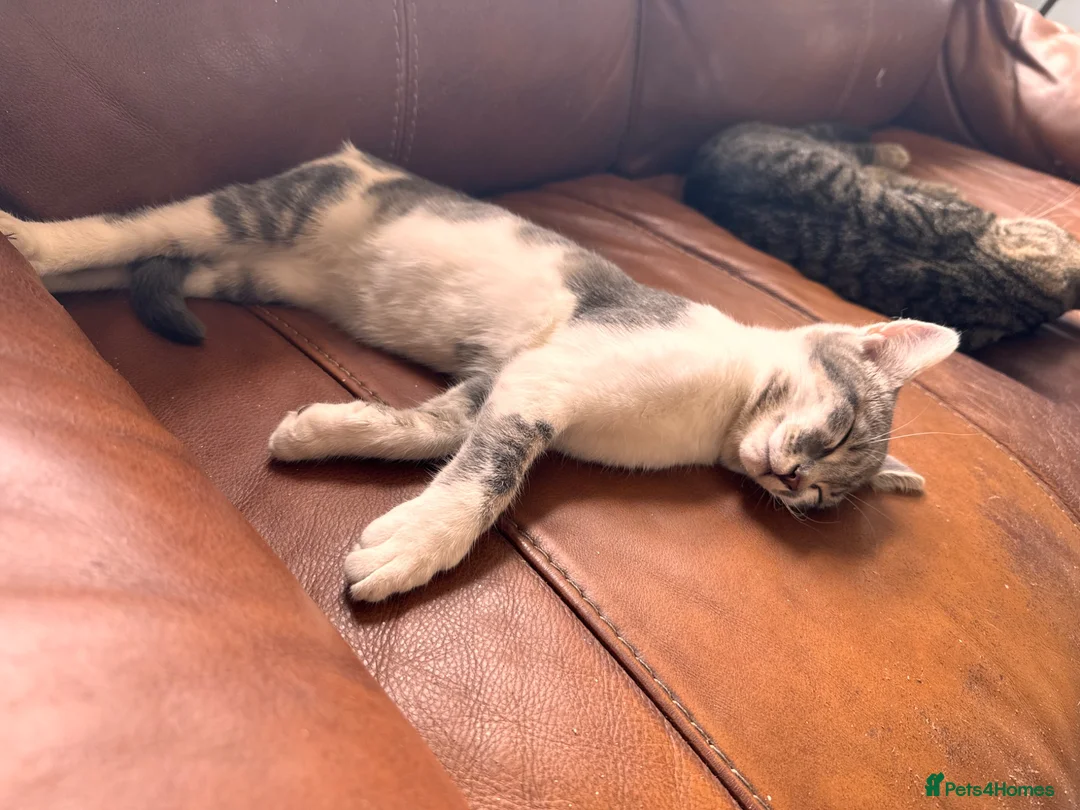 Mixed Breed cats for sale: Little mochi -  female cat F.R.E.E - Advert 1