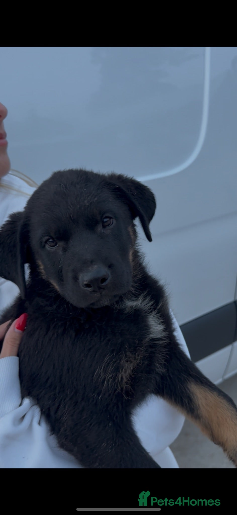 Mixed Breed dogs German shepherd x Rottweiler pups - Advert 1