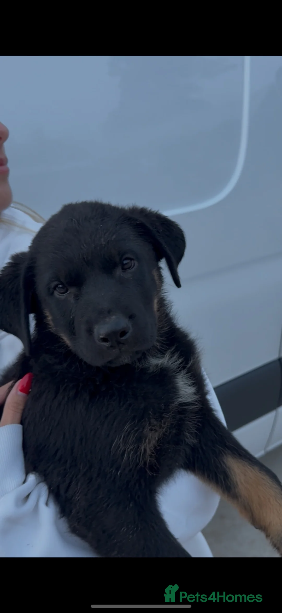 Mixed Breed dogs for sale: German shepherd x Rottweiler pups - Advert 1