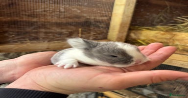 Mixed Breed rabbits - Advert 5