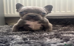 French Bulldog dogs for sale: French bulldogs - Image 26