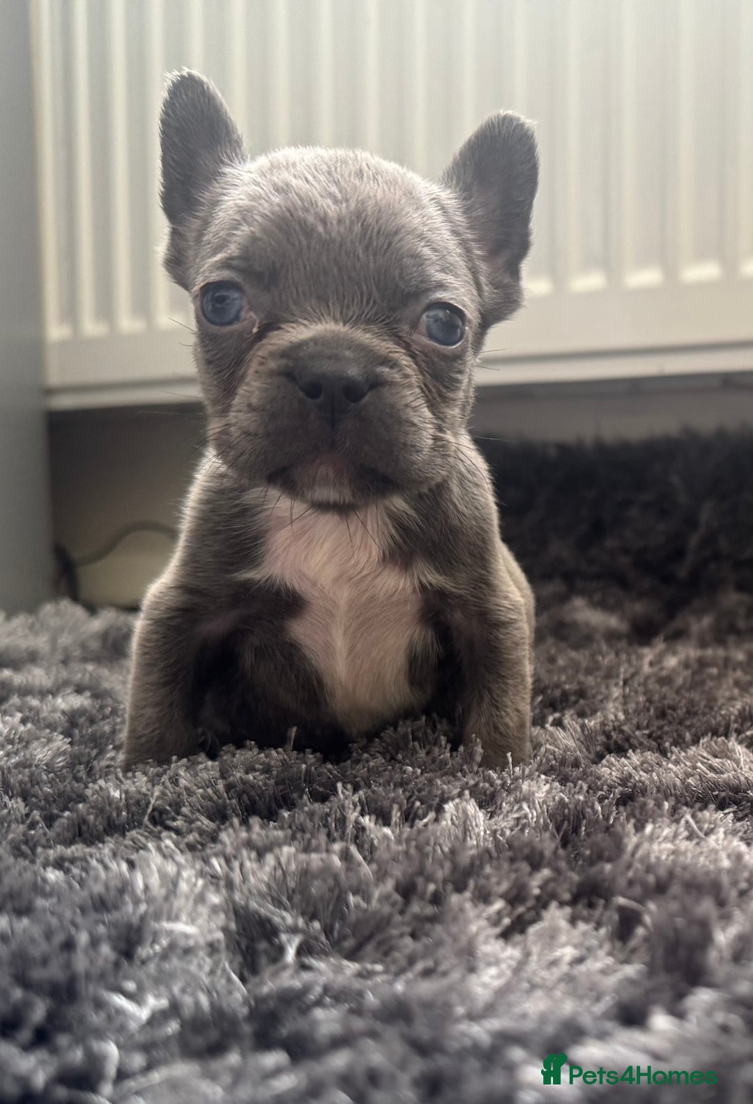 French Bulldog dogs for sale: French bulldogs - Image 26