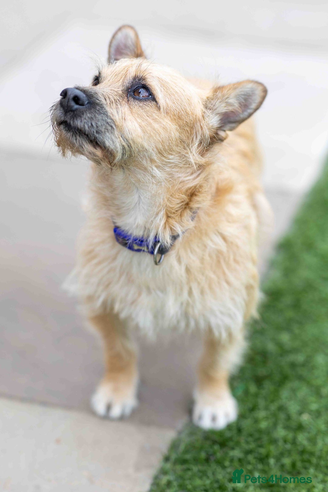 Mixed Breed dogs for adoption: Livvy - Image 22