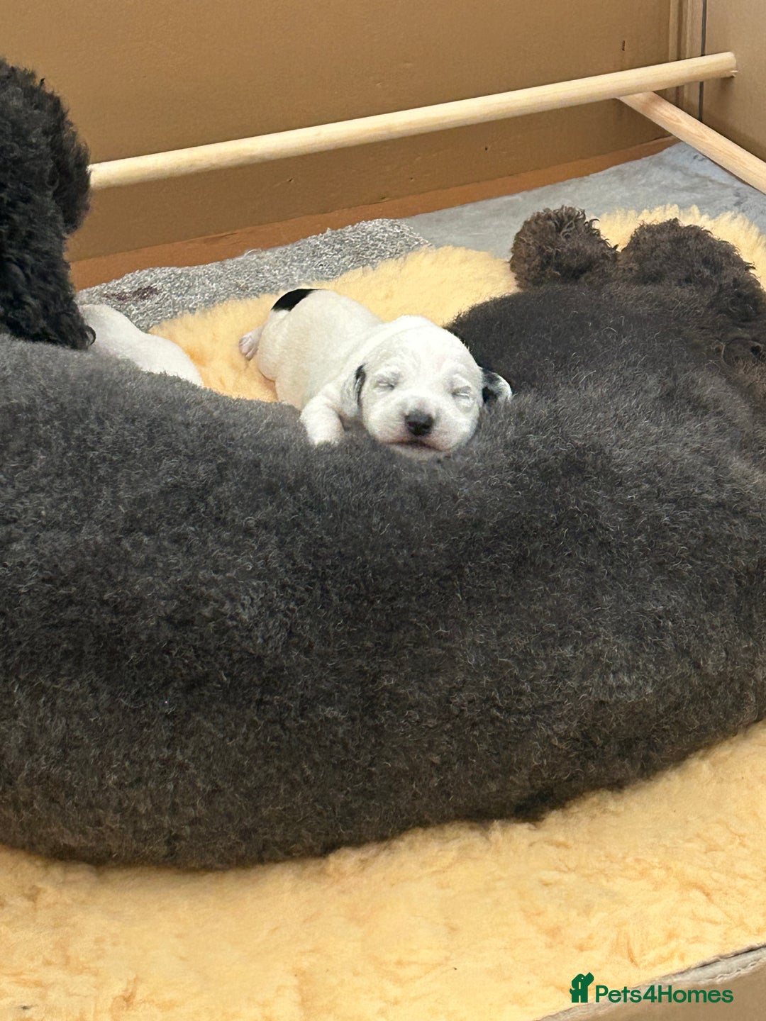 Mixed Breed dogs for sale: Rare Dalmadoodles - Image 13