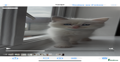 Ragdoll cats in Taunton - Advert 4
