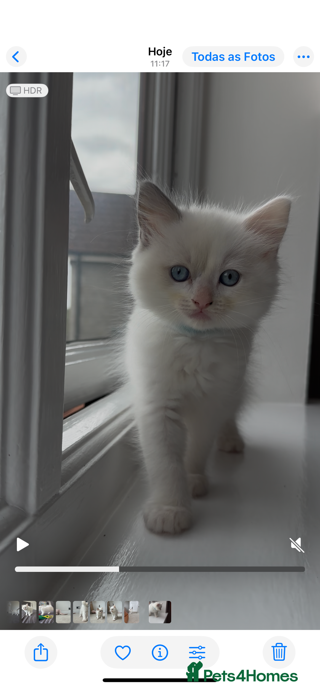 Ragdoll cats for sale: GCCF Registered Ragdoll Kittens Available! 🐾 in Taunton - Image 2