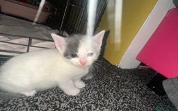 Mixed Breed cats for sale: Beautiful grey & white kittens  - Image 2