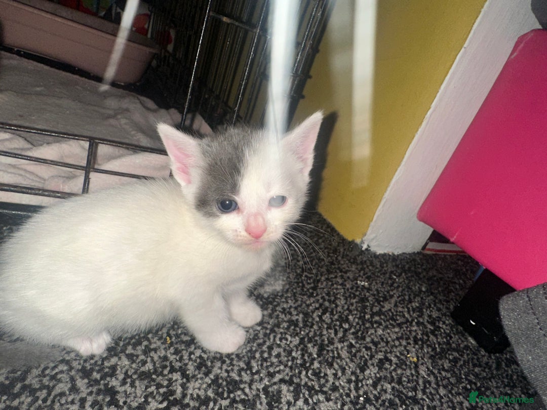 Mixed Breed cats for sale: Beautiful grey & white kittens  - Image 2