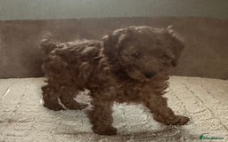 Cavapoo dogs for sale: Cavapoos from extensive health tested parents - Image 3