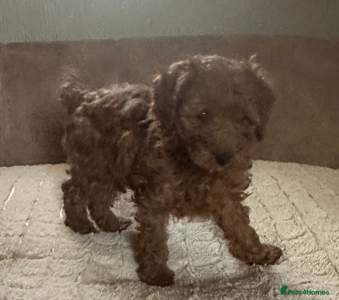 Cavapoo dogs for sale: Cavapoos from extensive health tested parents - Image 3