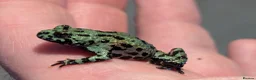 Frog reptiles for sale: Bombina orientalis - Advert 2