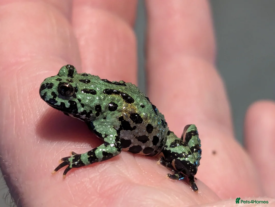 Frog reptiles for sale: Bombina orientalis - Advert 2