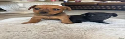 Lakeland Terrier dogs for sale: Lakeland terrier - Advert 2