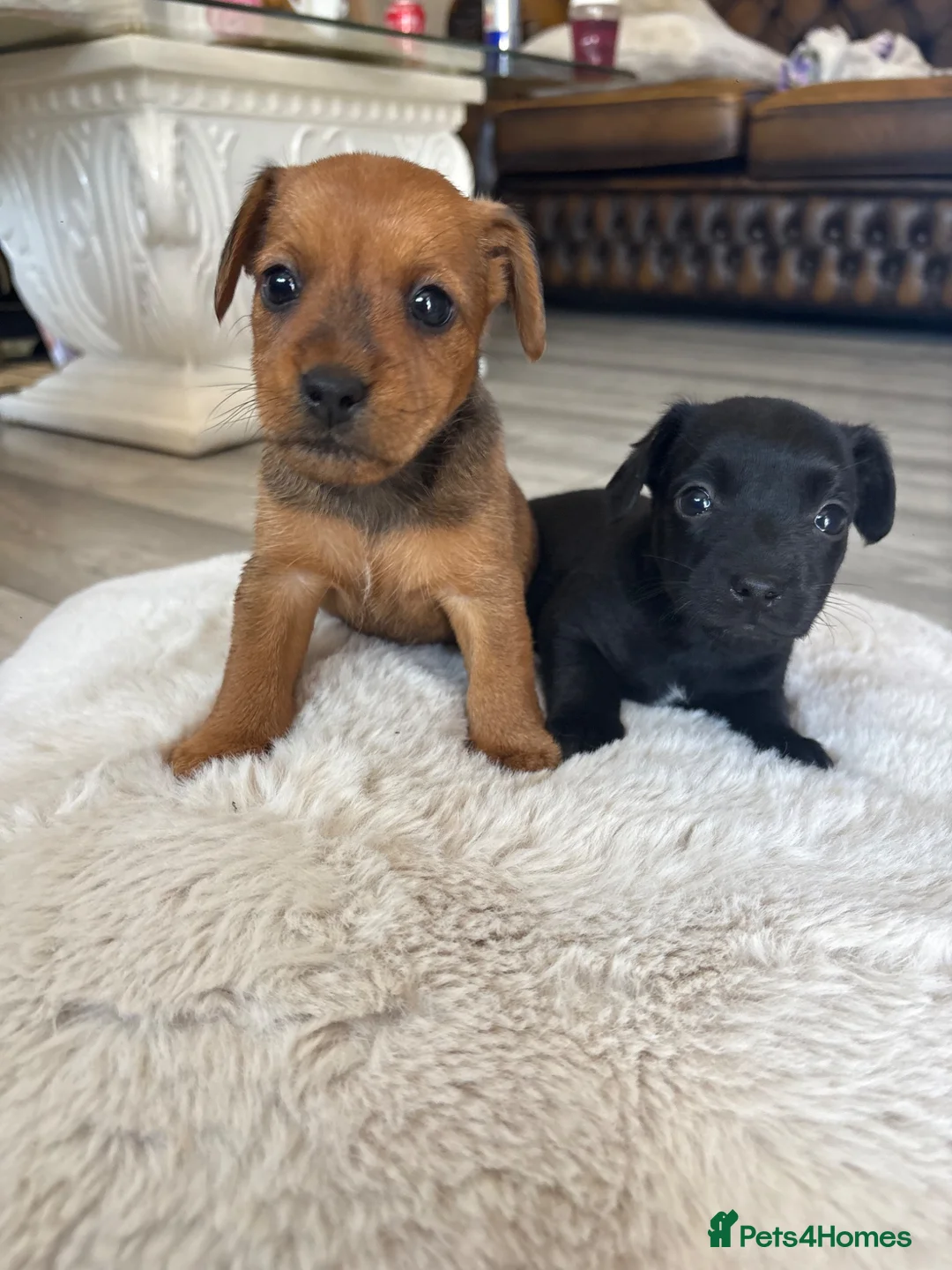 Lakeland Terrier dogs for sale: Lakeland terrier - Advert 2