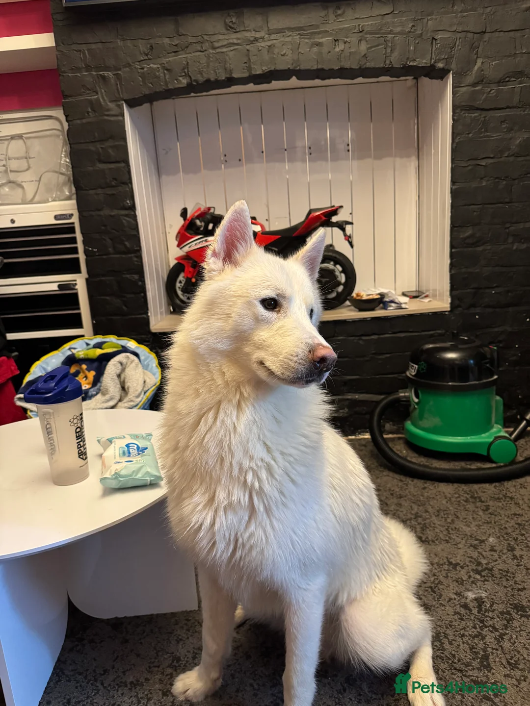 Siberian Husky dogs for sale: Two beautiful huskys ( brothers ) - Advert 11