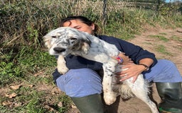 English Setter dogs for adoption: Gela  - Image 7