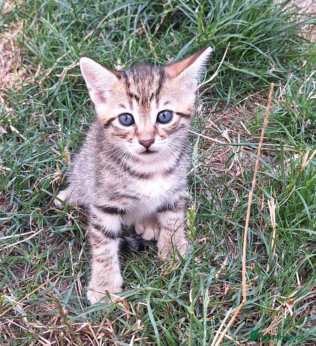 Mixed Breed cats for sale: Half Bengal kittens  - Image 14