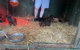 Belgian Shepherd Dog dogs for sale: Litter  - Image 8