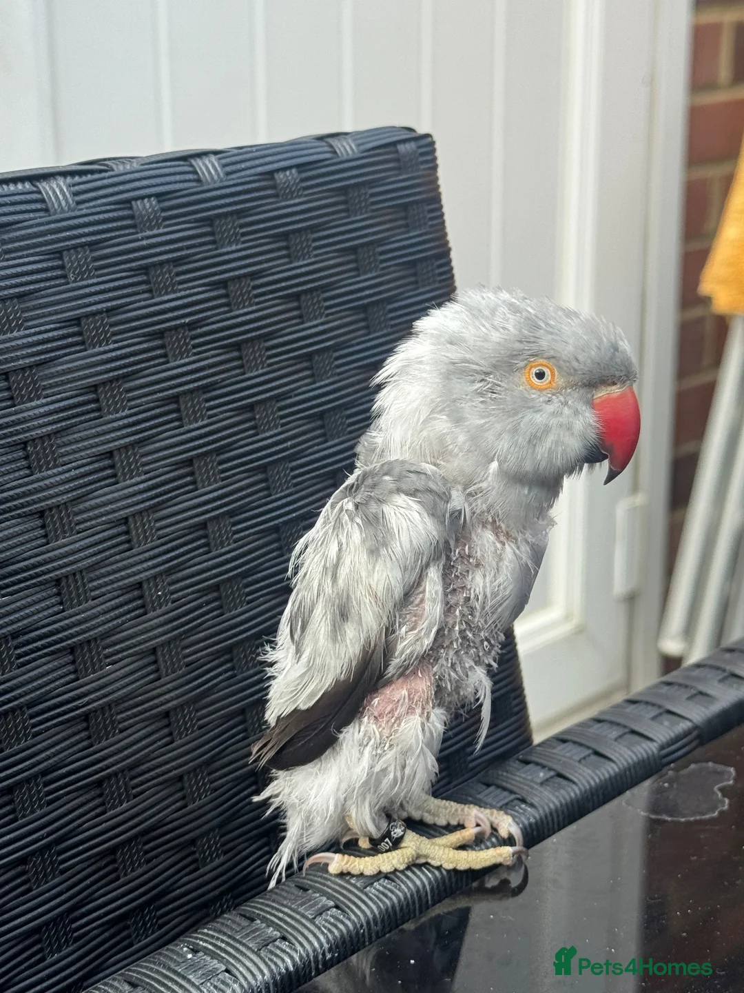 Ringnecks birds for sale: Grey Indian Ringneck Parakeet - Advert 1