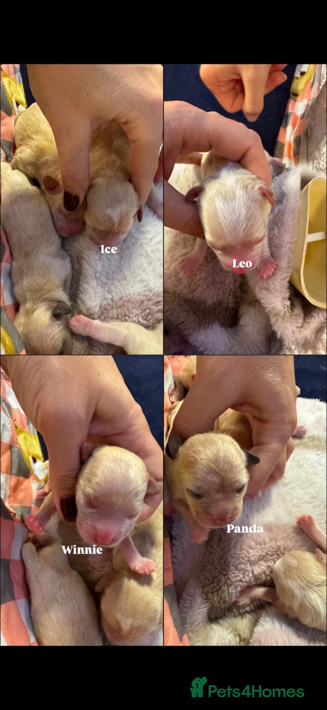 Maltese dogs for stud: Maltese kc champion lines health tested  for Stud  - Advert 15