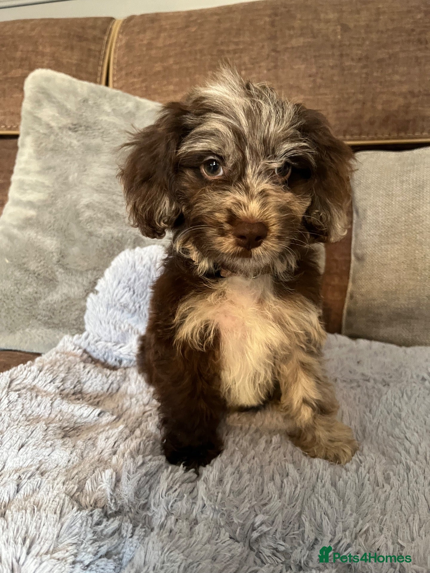 Cockapoo dogs 💙Beautiful,super friendly,Cockapoo F1 Puppies  - Advert 6
