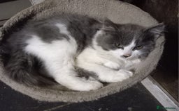 Mixed Breed cats for sale: Beautiful grey and white fluffy kitten - Advert 1
