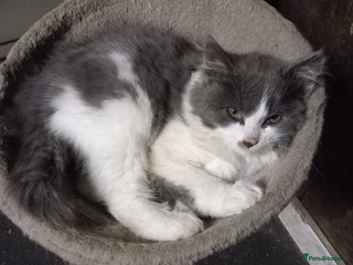 Mixed Breed cats Beautiful grey and white fluffy kitten - Advert 3