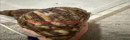 Snails invertebrates for sale: OVUM XXL - Advert 5