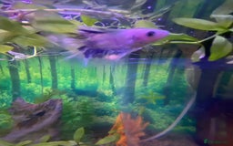 Bettas fish for sale: Stunning male betta blue/white colour  - Image 2